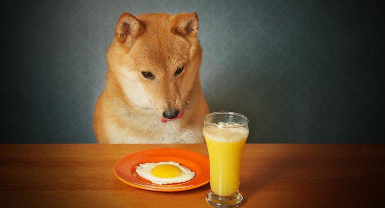 Pot câinii să mănânce ouă gătite?