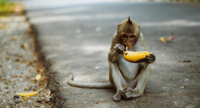 Ce fel de hrană mănâncă maimuțele?