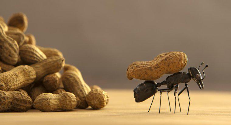 Care este cel mai bun mod de a scapa de furnici?