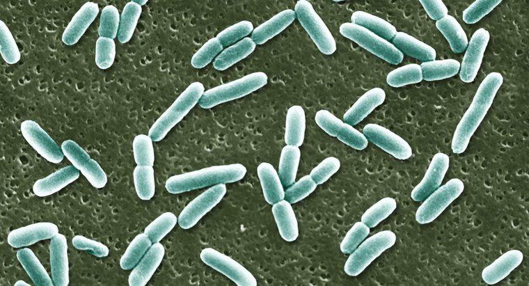 Unde își are originea E. coli?