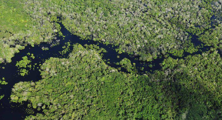 Ce țări conțin pădurile tropicale din Amazon?