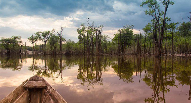 De ce ar trebui să salvăm pădurea tropicală Amazon?