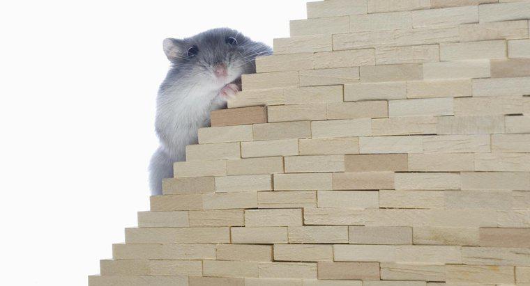 Pot șoareci să urce pe scări?