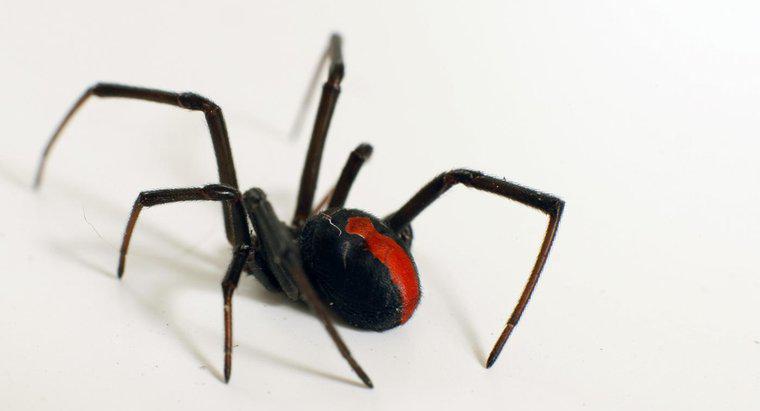 Care sunt unele fapte despre Spiderul Văduvei Negre?