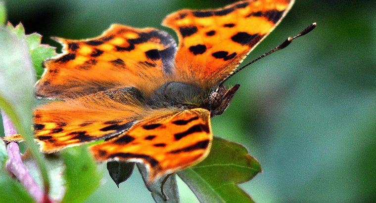 Care este numele științific al unui fluture?