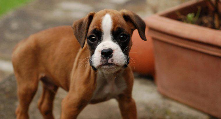 Care sunt unele trăsături de Purebred Boxer Puppies?