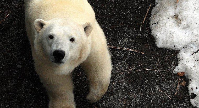 Cum se protejează Bears Polar?