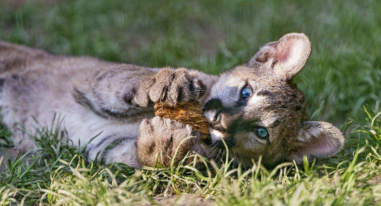 Ce este un Baby Cougar numit?