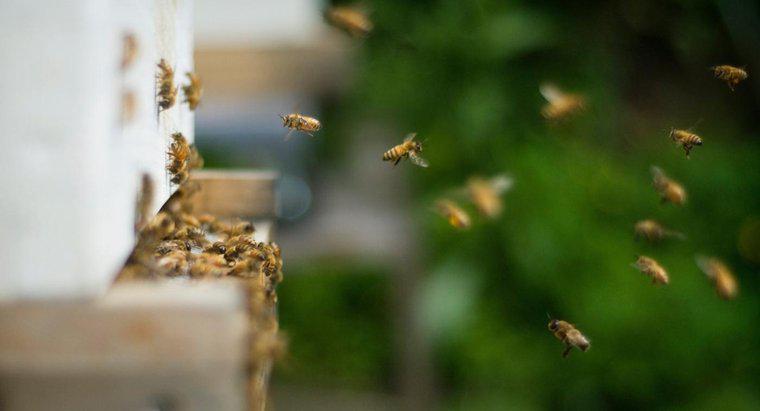 Cum te scapi de albinele care se incadreaza in pamant?