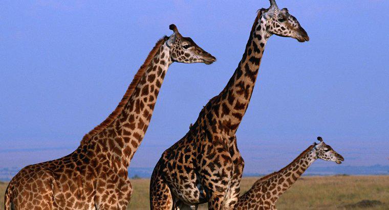 Cat de inalt poate creste un girafa?