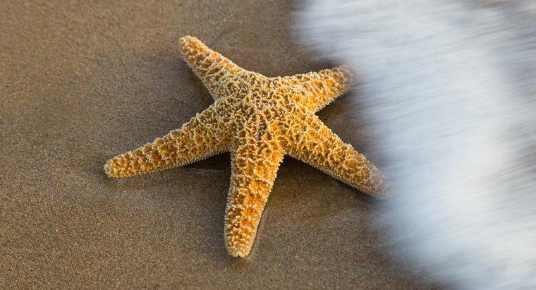 Cum reproduc Starfish?