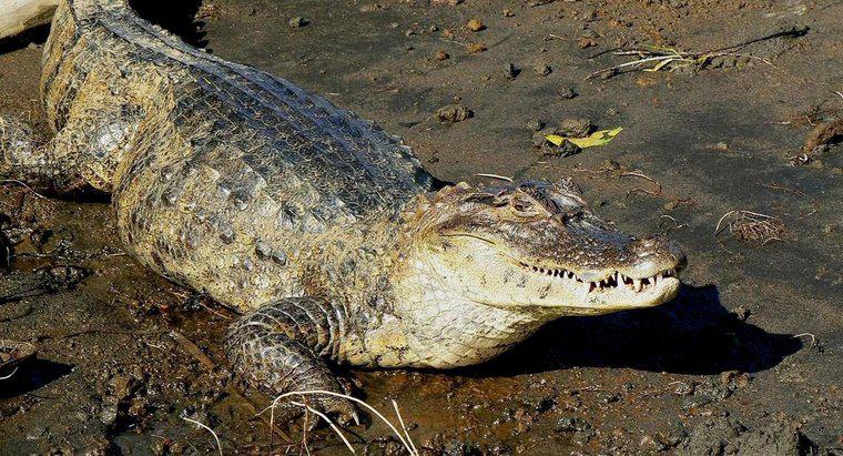 Cât de mult cântărește un crocodil?