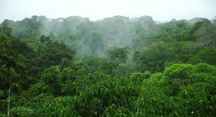 Care este precipitațiile medii în pădurea tropicală din Amazon?
