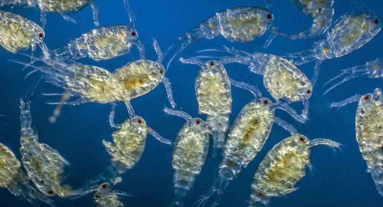 Ce roluri joacă Plankton în ecosistem?