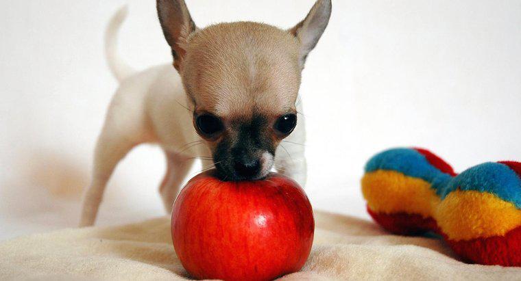 Poate câinii să mănânce mere?