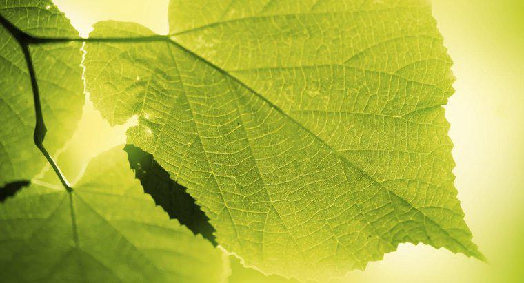 Cât durează fotosinteza?
