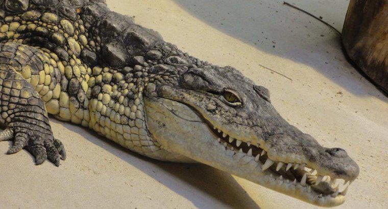 Cât de mulți dinți are un crocodil?