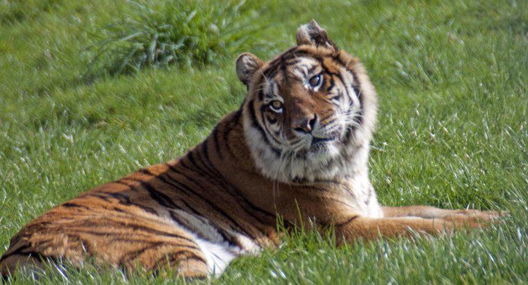 Unde a luat numele tigrului din Bengal?