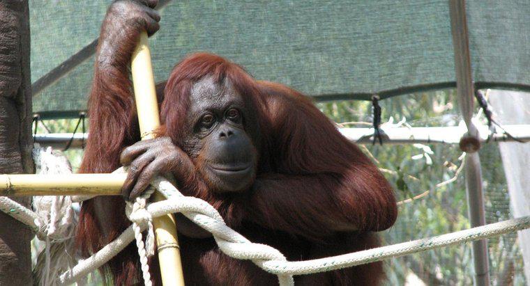 Cât timp trăiesc orangutanii?