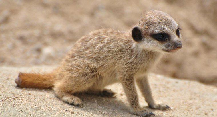 Ce este numit un Baby Meerkat?