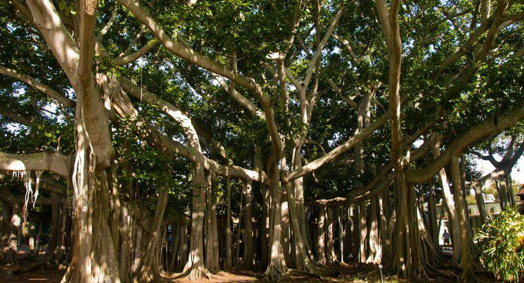Unde cresc copacii Banyan?