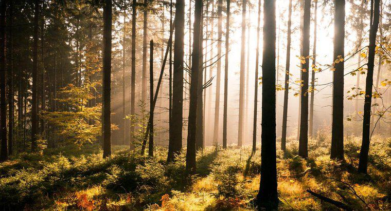 Care este diferența dintre pădure și lemn?
