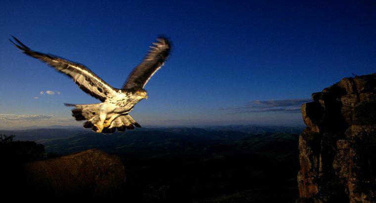 Cât de rapid poate zbura un vultur?
