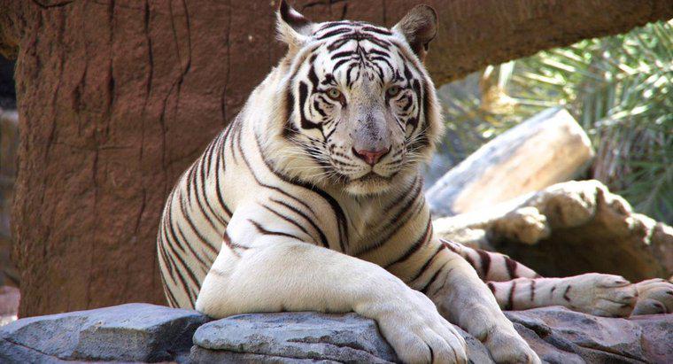 De ce sunt pe cale de dispariție tigrii albi?