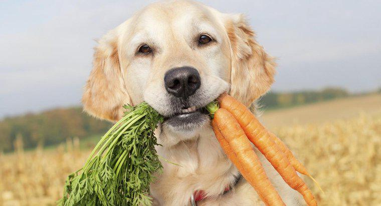 Poate câinii să mănânce morcovi crude?