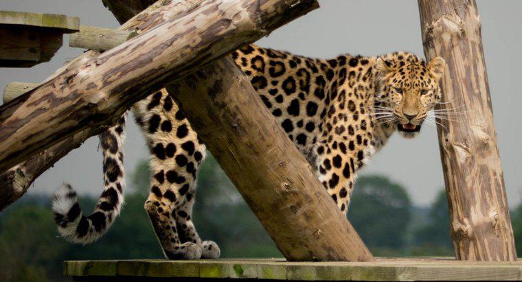 De ce sunt amenințați Leopardii Amur?