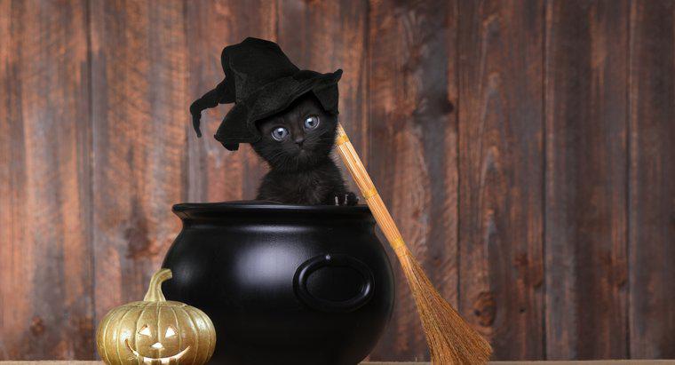 De ce sunt pisicile negre un simbol al Halloween-ului?