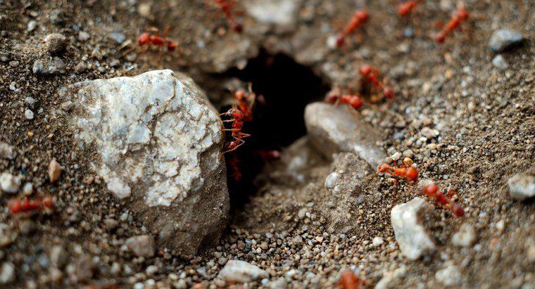 Cum mă scap de furnici roșii în grădina mea?