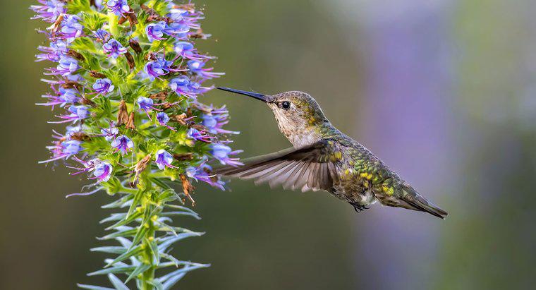 Cât de repede zboară Hummingbirds?
