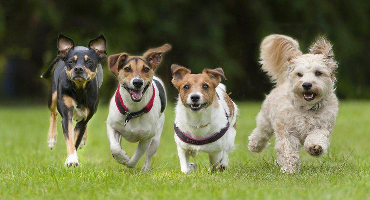 Care este cel mai rapid câine din lume?