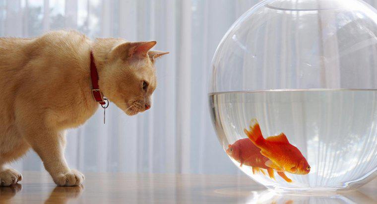 De ce se scufundă Goldfish în fundul rezervorului?