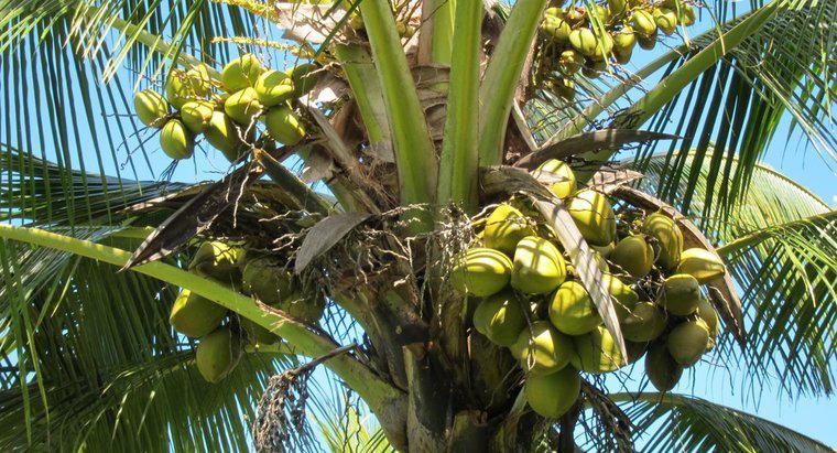 Care sunt diferitele tipuri de nucă de cocos?