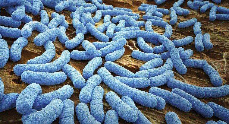 Cum sufla bacteriile?