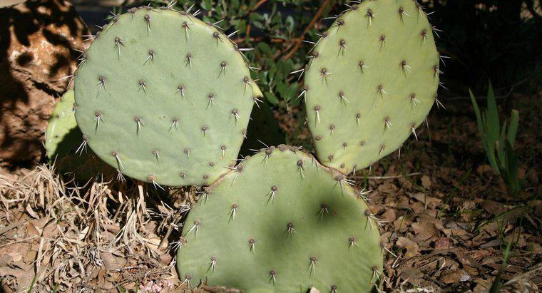 Care este calea de determinare a vârstei unui cactus?