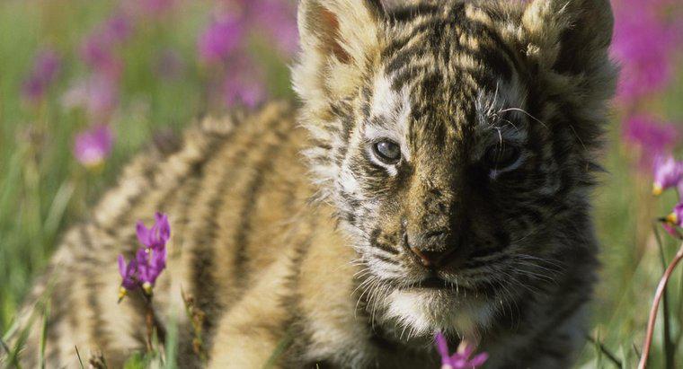 Care este dimensiunea unui tigru Siberian Baby?