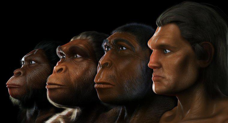 Unde a trăit Australopithecusul?