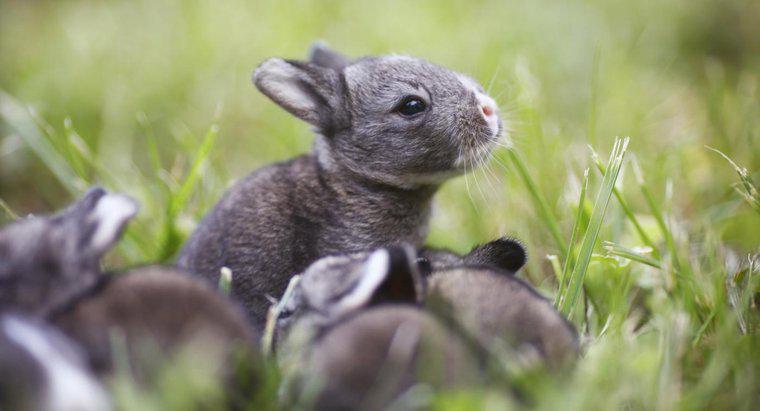 Cât de mulți bebeluși au iepurii într-o coadă?