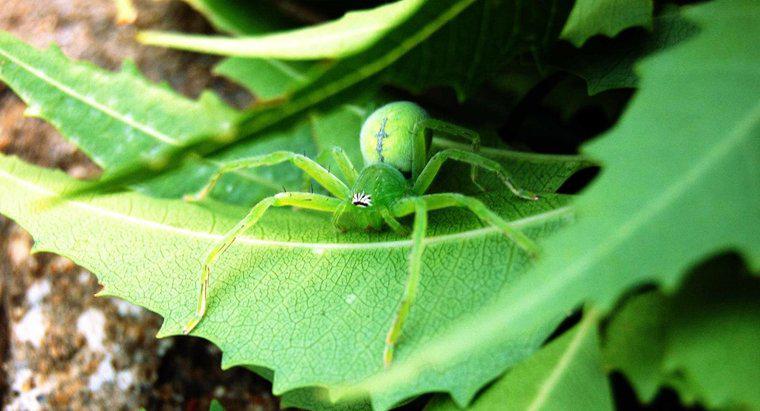 Spiderii au urechi?