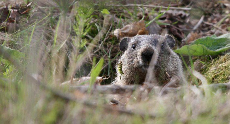 Care este diferența dintre un Groundhog și un Woodchuck?