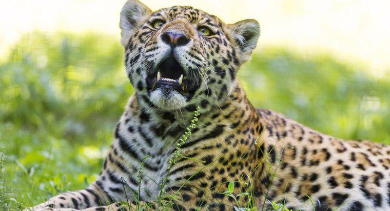 De ce este Jaguar pe cale de dispariție?