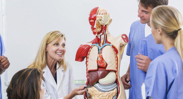 Unde sunt organele respiratorii situate în corpul uman?