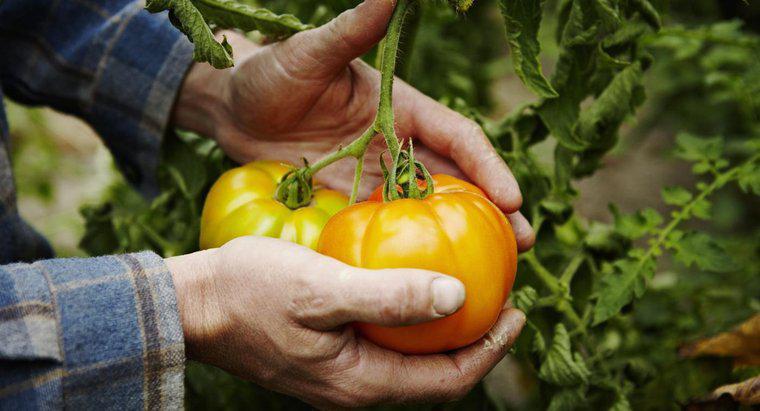Care sunt unele sfaturi pentru cultivarea tomatelor?