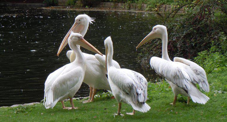 Ce este numit un grup de pelicani?
