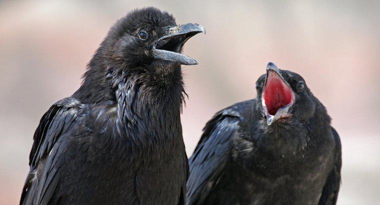Ce mănâncă Ravens?