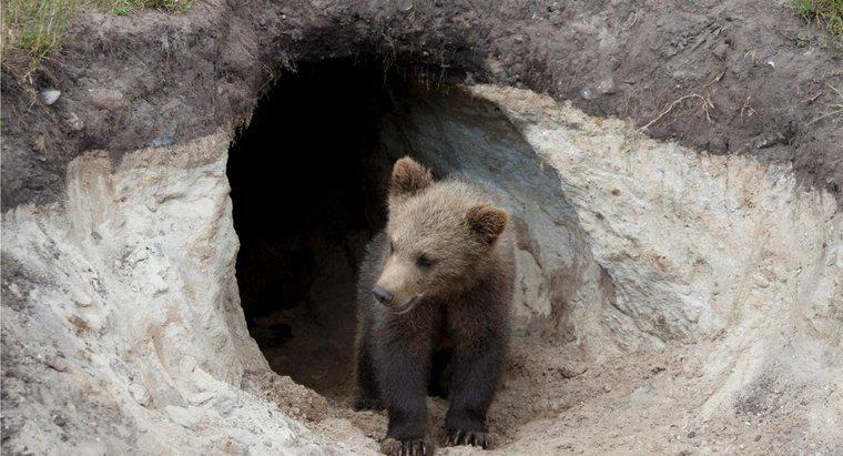 Ursii trăiesc în peșteri?