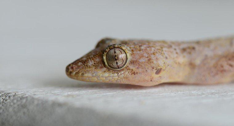Cât timp trăiesc Geckos?